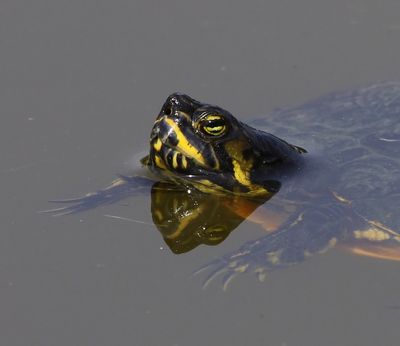 Geelbuikschildpad - Yellow-bellied Slider