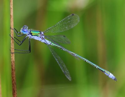 Gewone Pantserjuffer - Emerald Damselfly