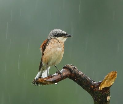 Grauwe Klauwier - Red-backed Shrike