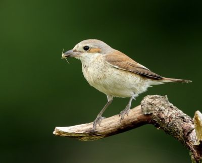 Grauwe Klauwier - Red-backed Shrike