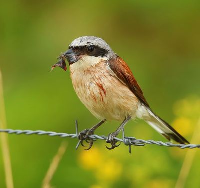 Grauwe Klauwier - Red-backed Shrike