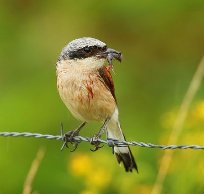 Grauwe Klauwier - Red-backed Shrike