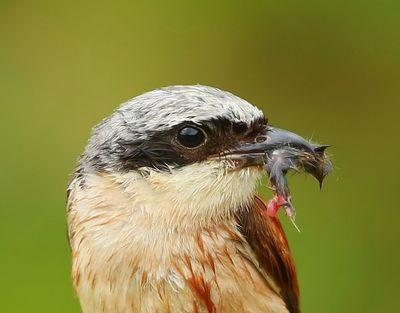 Grauwe Klauwier - Red-backed Shrike