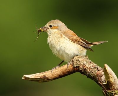 Grauwe Klauwier - Red-backed Shrike