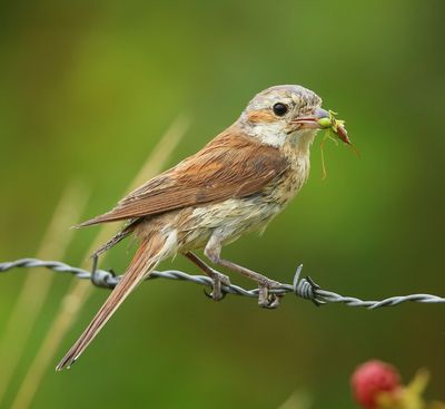 Grauwe Klauwier - Red-backed Shrike