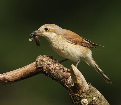 Grauwe Klauwier - Red-backed Shrike