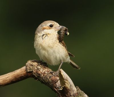 Grauwe Klauwier - Red-backed Shrike