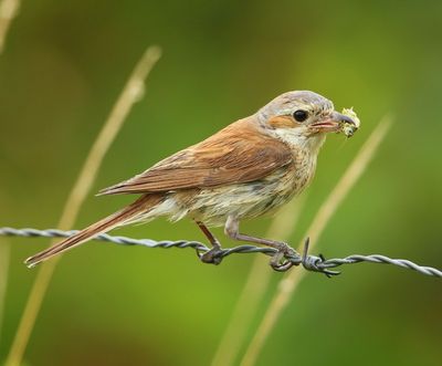 Grauwe Klauwier - Red-backed Shrike