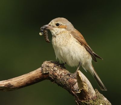 Grauwe Klauwier - Red-backed Shrike