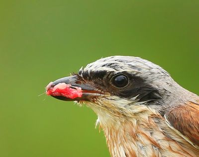Grauwe Klauwier - Red-backed Shrike