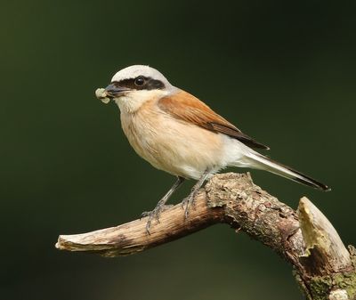 Grauwe Klauwier - Red-backed Shrike