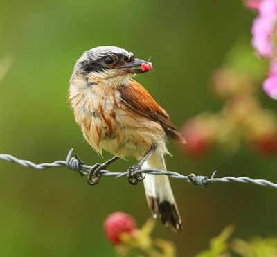 Grauwe Klauwier - Red-backed Shrike