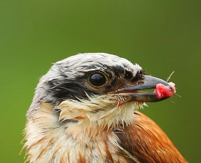 Grauwe Klauwier - Red-backed Shrike