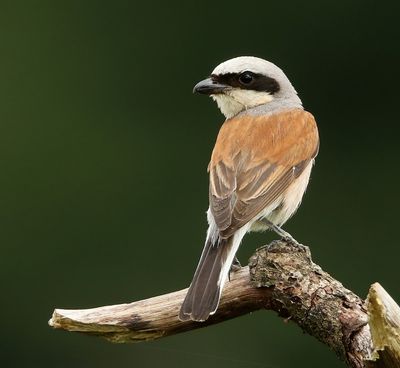 Grauwe Klauwier - Red-backed Shrike