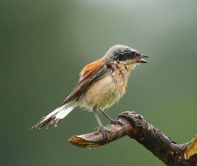 Grauwe Klauwier - Red-backed Shrike