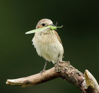 Grauwe Klauwier - Red-backed Shrike
