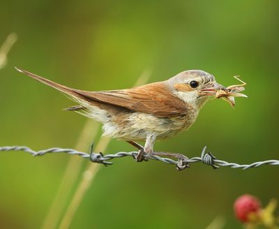 Grauwe Klauwier - Red-backed Shrike