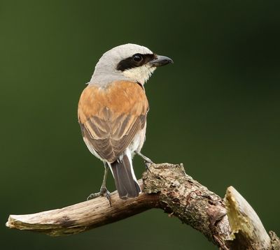 Grauwe Klauwier - Red-backed Shrike