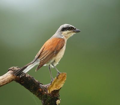 Grauwe Klauwier - Red-backed Shrike