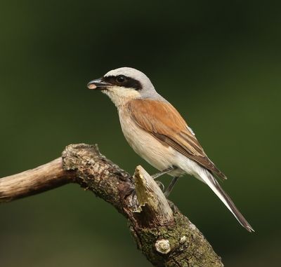 Grauwe Klauwier - Red-backed Shrike