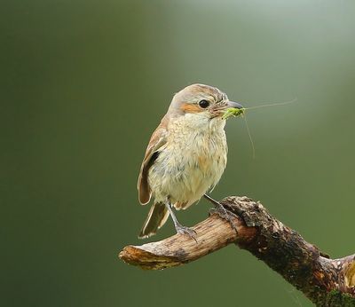 Grauwe Klauwier - Red-backed Shrike
