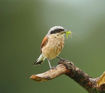 Grauwe Klauwier - Red-backed Shrike