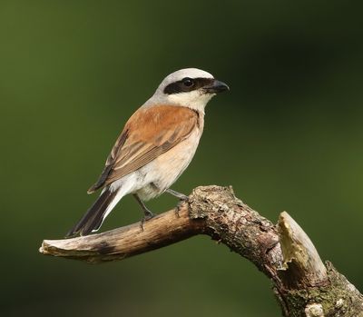 Grauwe Klauwier - Red-backed Shrike