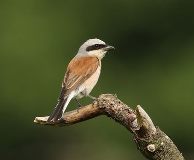 Grauwe Klauwier - Red-backed Shrike
