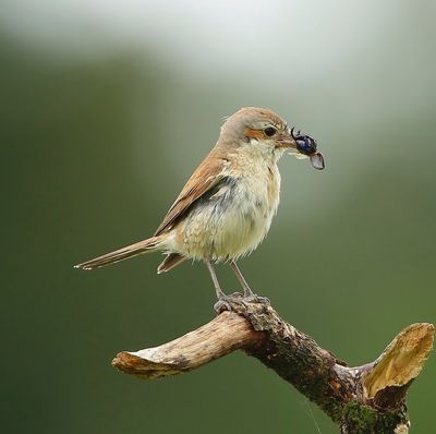 Grauwe Klauwier - Red-backed Shrike