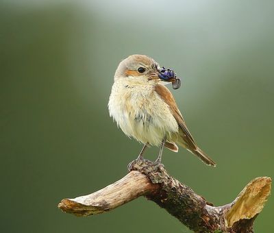 Grauwe Klauwier - Red-backed Shrike
