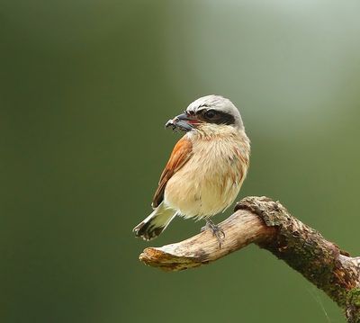 Grauwe Klauwier - Red-backed Shrike