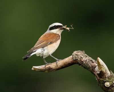 Grauwe Klauwier - Red-backed Shrike
