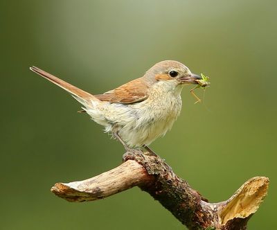 Grauwe Klauwier - Red-backed Shrike