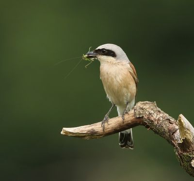 Grauwe Klauwier - Red-backed Shrike