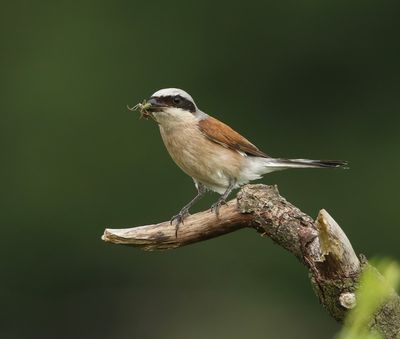 Grauwe Klauwier - Red-backed Shrike