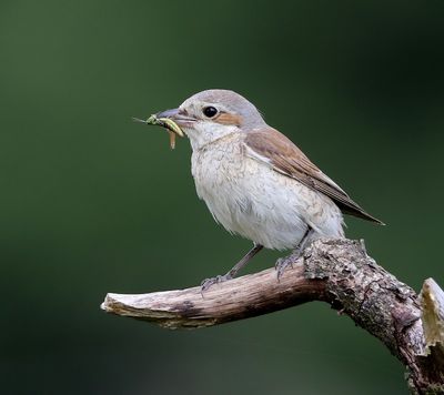 Grauwe Klauwier - Red-backed Shrike
