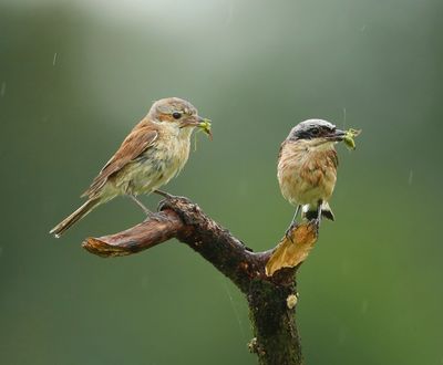 Grauwe Klauwieren - Red-backed Shrikes