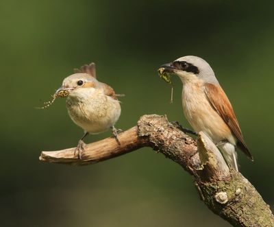 Grauwe Klauwieren - Red-backed Shrikes