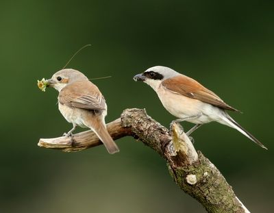 Grauwe Klauwieren - Red-backed Shrikes