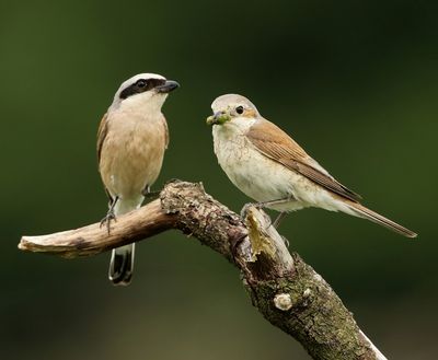 Grauwe Klauwieren - Red-backed Shrikes