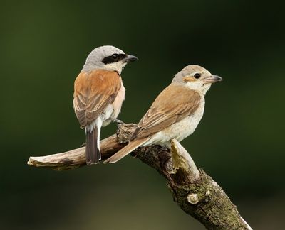 Grauwe Klauwieren - Red-backed Shrikes