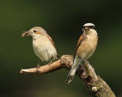 Grauwe Klauwieren - Red-backed Shrikes