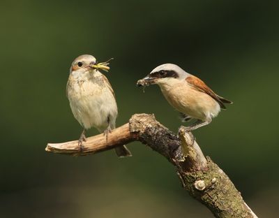 Grauwe Klauwieren - Red-backed Shrikes