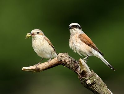 Grauwe Klauwieren - Red-backed Shrikes