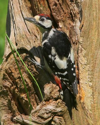 Grote Bonte Specht - Great Spotted Woodpecker