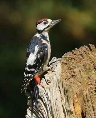 Grote Bonte Specht - Great Spotted Woodpecker