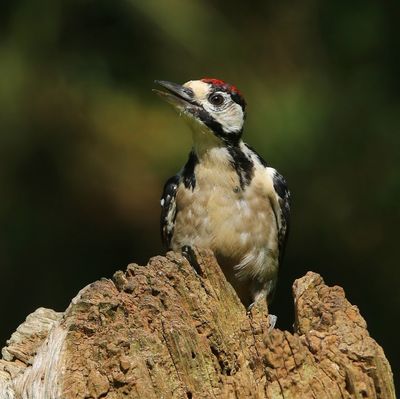 Grote Bonte Specht - Great Spotted Woodpecker