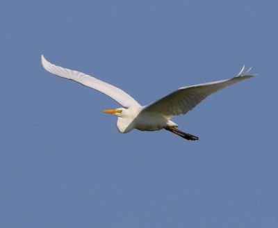 Grote Zilverreiger - Great Egret