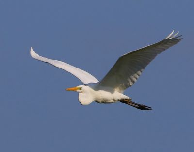 Grote Zilverreiger - Great Egret
