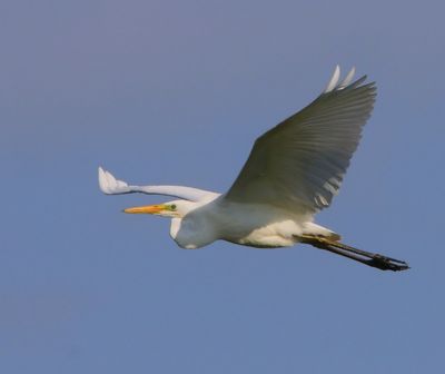 Grote Zilverreiger - Great Egret
